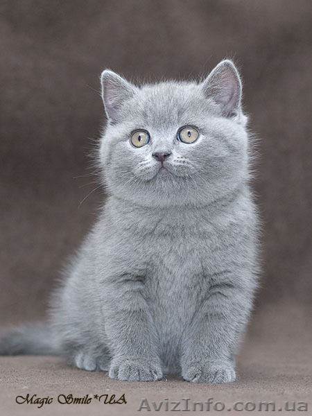 Чистокровные британские короткошерстные голубого и черного окрасов - <ro>Изображение</ro><ru>Изображение</ru> #1, <ru>Объявление</ru> #615751