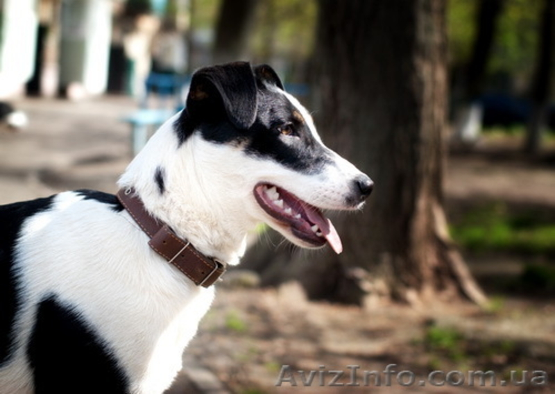 Отдам в хорошие руки собаку парсон терьер (метис) - <ro>Изображение</ro><ru>Изображение</ru> #2, <ru>Объявление</ru> #635811