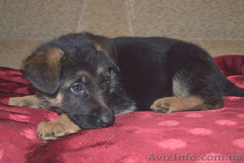 Щенки немецкой овчарки. Экстерьери рабочие качества. - <ro>Изображение</ro><ru>Изображение</ru> #1, <ru>Объявление</ru> #610665
