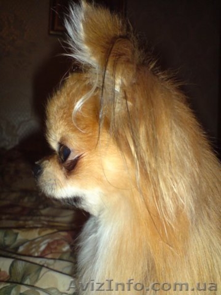 Всегда к Вашим услугам - <ro>Изображение</ro><ru>Изображение</ru> #3, <ru>Объявление</ru> #606516