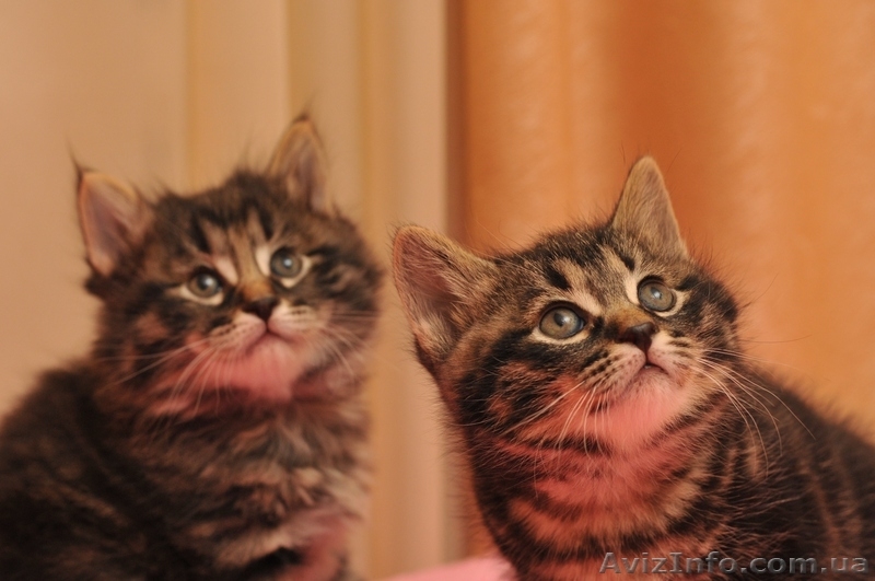 котята Курильского бобтейла - <ro>Изображение</ro><ru>Изображение</ru> #10, <ru>Объявление</ru> #622641