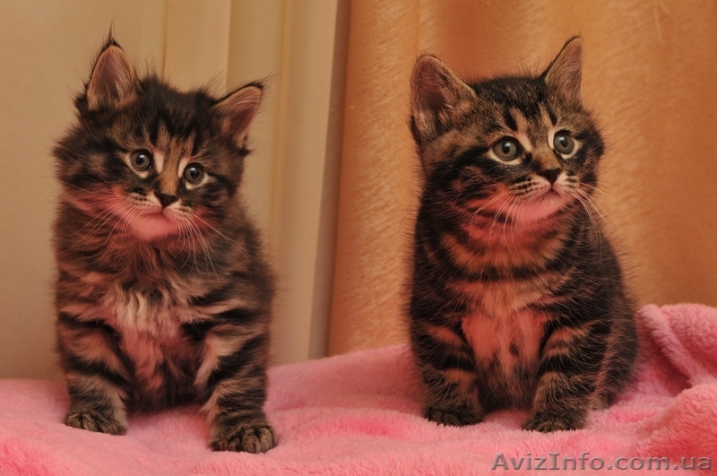 котята Курильского бобтейла - <ro>Изображение</ro><ru>Изображение</ru> #1, <ru>Объявление</ru> #622641