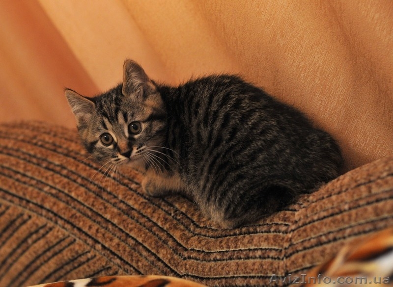 котята Курильского бобтейла - <ro>Изображение</ro><ru>Изображение</ru> #4, <ru>Объявление</ru> #622641