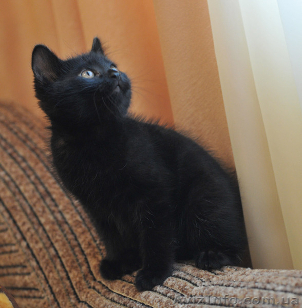 котята Курильского бобтейла - <ro>Изображение</ro><ru>Изображение</ru> #5, <ru>Объявление</ru> #622641