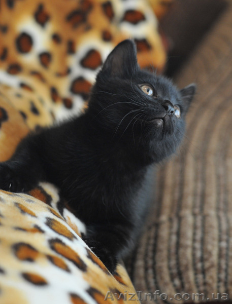 котята Курильского бобтейла - <ro>Изображение</ro><ru>Изображение</ru> #6, <ru>Объявление</ru> #622641