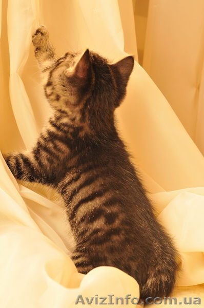 котята Курильского бобтейла - <ro>Изображение</ro><ru>Изображение</ru> #8, <ru>Объявление</ru> #622641