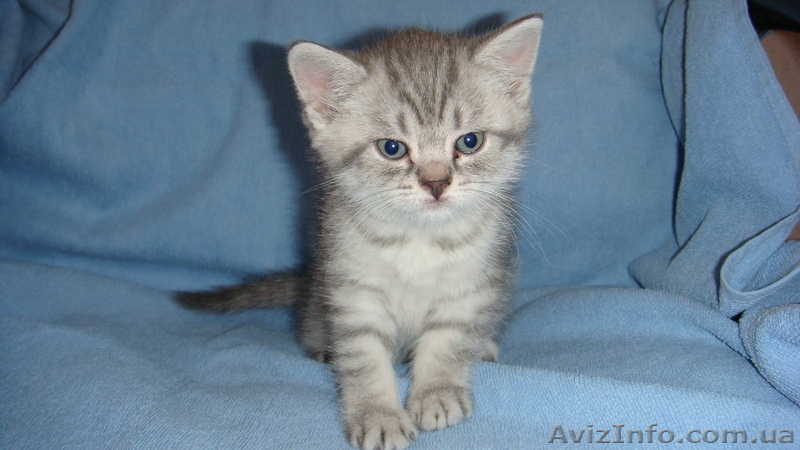 Британские шикарные котята недорого - <ro>Изображение</ro><ru>Изображение</ru> #5, <ru>Объявление</ru> #608523