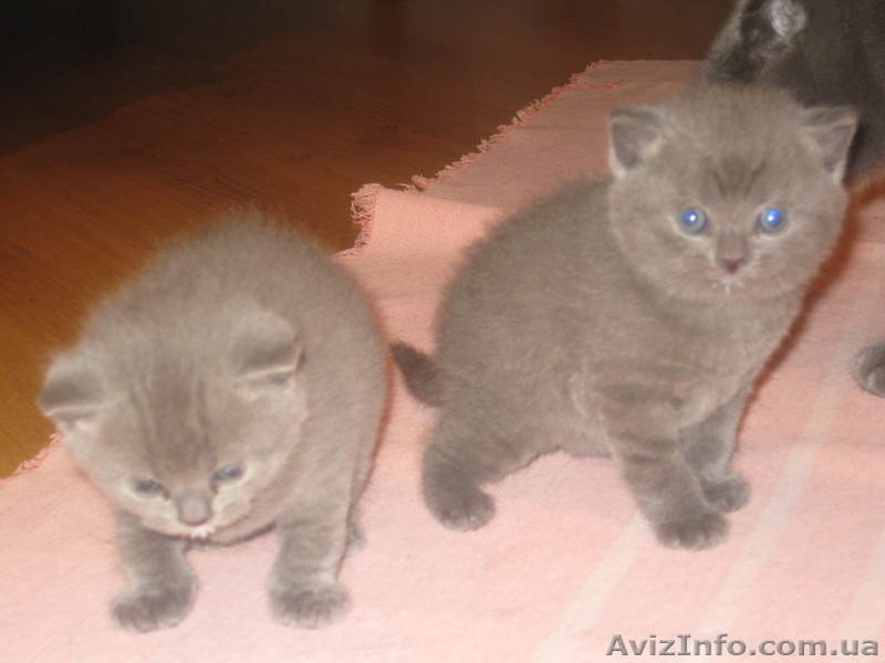Котята британци - <ro>Изображение</ro><ru>Изображение</ru> #2, <ru>Объявление</ru> #635625
