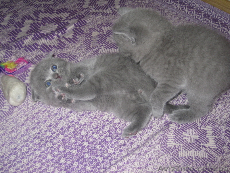 Котята британци - <ro>Изображение</ro><ru>Изображение</ru> #3, <ru>Объявление</ru> #635625