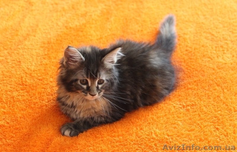 Кошечка Мейн-Кун - <ro>Изображение</ro><ru>Изображение</ru> #3, <ru>Объявление</ru> #642639