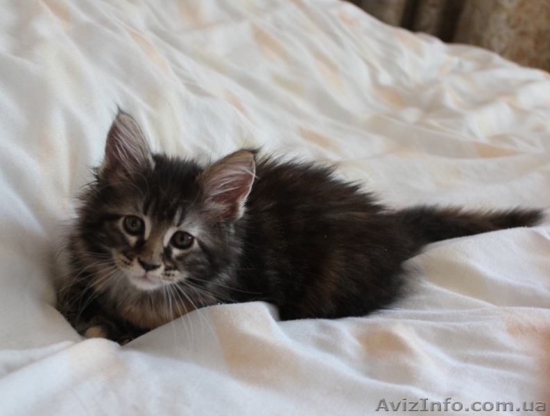 Кошечка Мейн-Кун - <ro>Изображение</ro><ru>Изображение</ru> #5, <ru>Объявление</ru> #642639