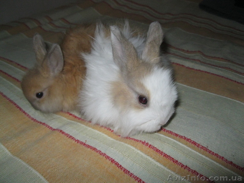 Декоративные карликовые крольчата - <ro>Изображение</ro><ru>Изображение</ru> #1, <ru>Объявление</ru> #642253