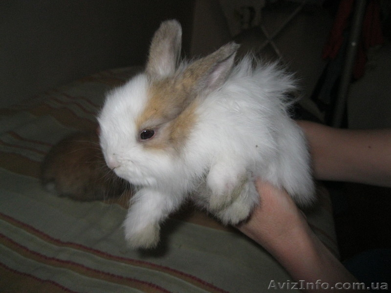 Декоративные карликовые крольчата - <ro>Изображение</ro><ru>Изображение</ru> #2, <ru>Объявление</ru> #642253