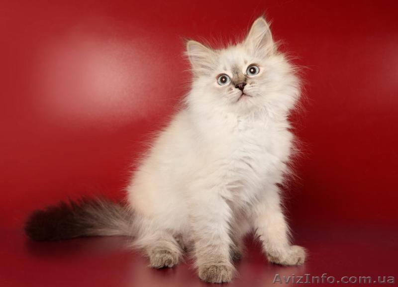 Зефир Сибирский Охотник - <ro>Изображение</ro><ru>Изображение</ru> #1, <ru>Объявление</ru> #633612