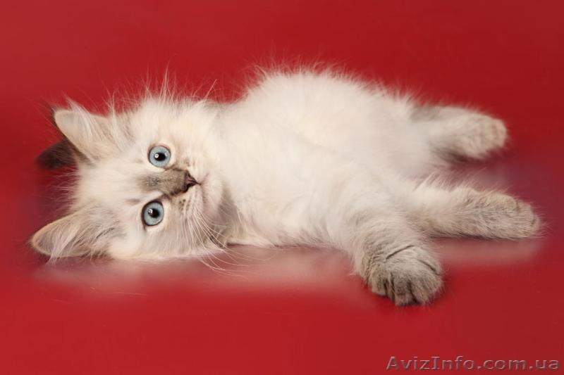 Зефир Сибирский Охотник - <ro>Изображение</ro><ru>Изображение</ru> #5, <ru>Объявление</ru> #633612