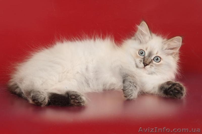 Зефир Сибирский Охотник - <ro>Изображение</ro><ru>Изображение</ru> #6, <ru>Объявление</ru> #633612