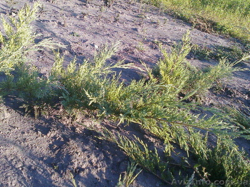 Продаю декоративні рослини та фруктові сажанці - <ro>Изображение</ro><ru>Изображение</ru> #4, <ru>Объявление</ru> #610674