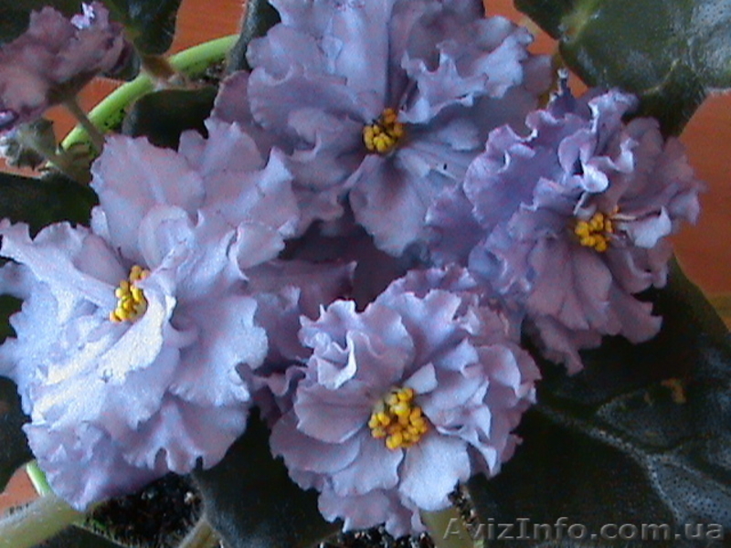  фиалки, излишки коллекции - <ro>Изображение</ro><ru>Изображение</ru> #3, <ru>Объявление</ru> #556180