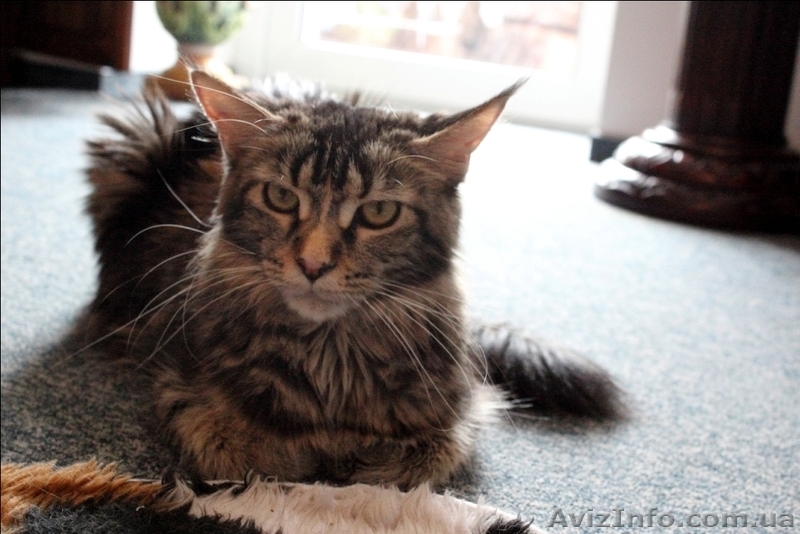 Кошечка Мейн-Кун - <ro>Изображение</ro><ru>Изображение</ru> #8, <ru>Объявление</ru> #642639