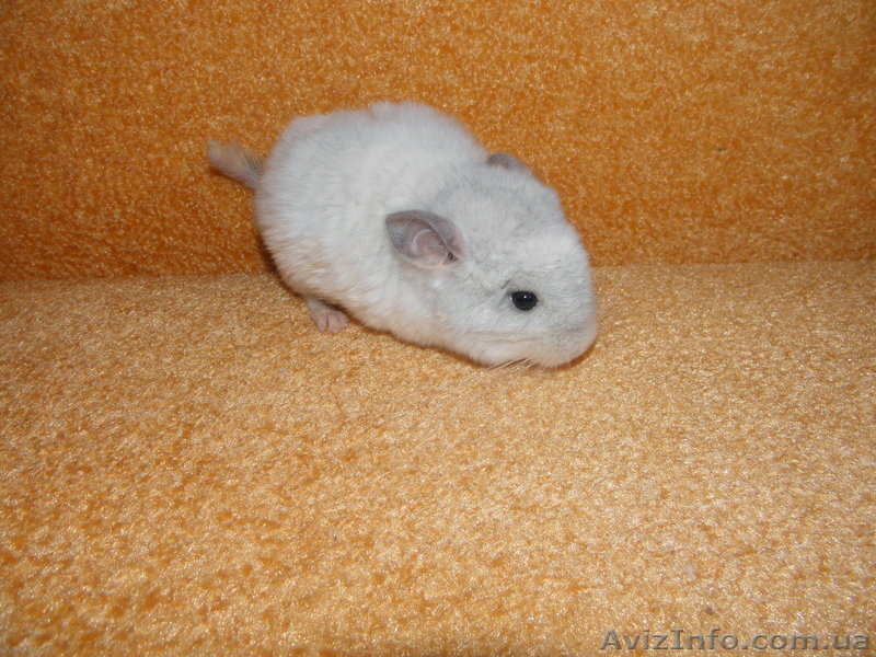 Клетки для шиншилл - <ro>Изображение</ro><ru>Изображение</ru> #6, <ru>Объявление</ru> #628301