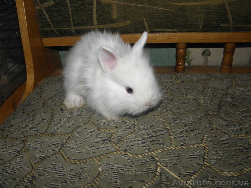Декоративные кролики, клетки. корма доставка - <ro>Изображение</ro><ru>Изображение</ru> #8, <ru>Объявление</ru> #628304