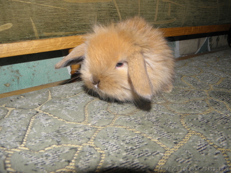 Декоративные кролики, клетки. корма доставка - <ro>Изображение</ro><ru>Изображение</ru> #2, <ru>Объявление</ru> #628304