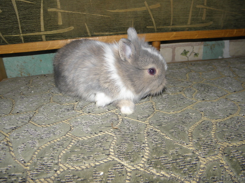 Декоративные кролики, клетки. корма доставка - <ro>Изображение</ro><ru>Изображение</ru> #7, <ru>Объявление</ru> #628304