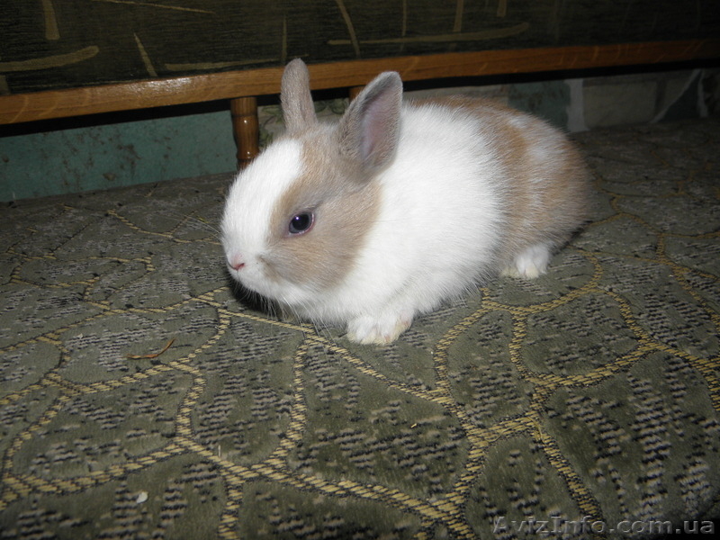 Декоративные кролики, клетки. корма доставка - <ro>Изображение</ro><ru>Изображение</ru> #4, <ru>Объявление</ru> #628304