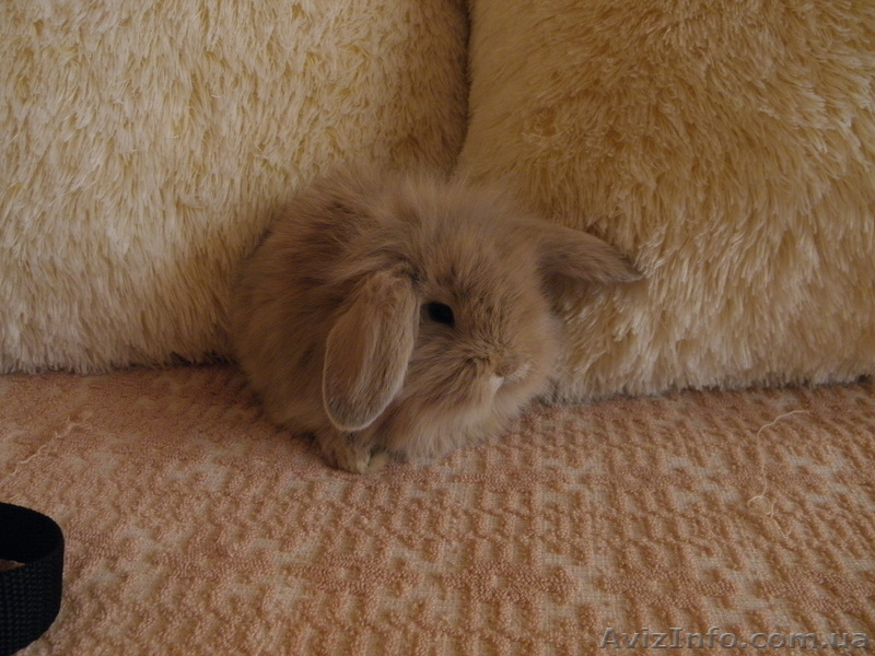 Декоративные кролики, клетки. корма доставка - <ro>Изображение</ro><ru>Изображение</ru> #5, <ru>Объявление</ru> #628304