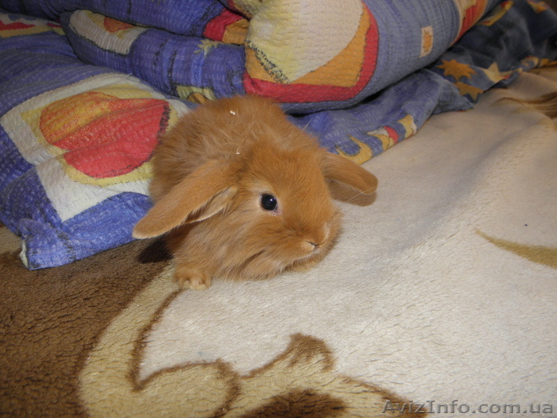 Декоративные кролики, клетки. корма доставка - <ro>Изображение</ro><ru>Изображение</ru> #1, <ru>Объявление</ru> #628304