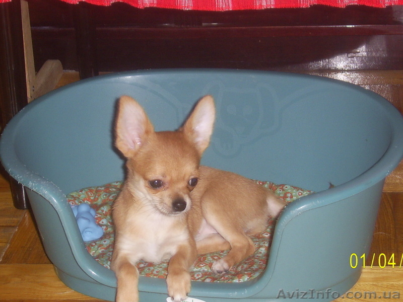 продам щенки чихуахуа - <ro>Изображение</ro><ru>Изображение</ru> #1, <ru>Объявление</ru> #613455