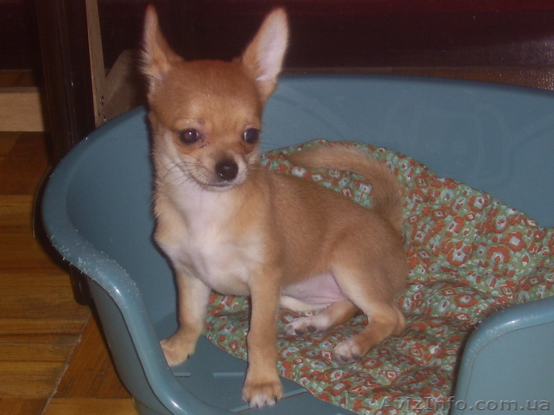 продам щенки чихуахуа - <ro>Изображение</ro><ru>Изображение</ru> #2, <ru>Объявление</ru> #613455