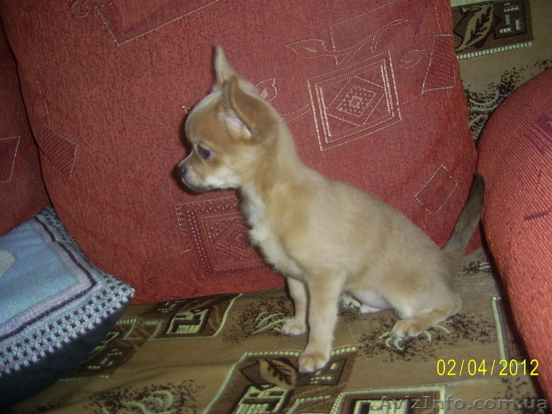 продам щенки чихуахуа - <ro>Изображение</ro><ru>Изображение</ru> #3, <ru>Объявление</ru> #613455