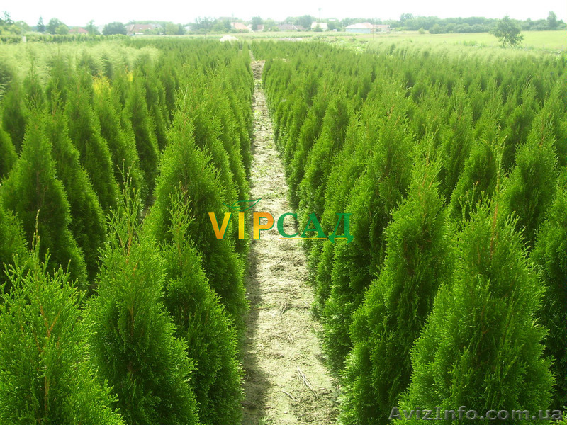 Декоративные растения с украинского питомника - <ro>Изображение</ro><ru>Изображение</ru> #2, <ru>Объявление</ru> #617941