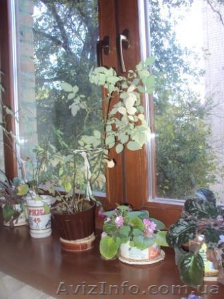 подоконники из натурального дерева - <ro>Изображение</ro><ru>Изображение</ru> #3, <ru>Объявление</ru> #609938