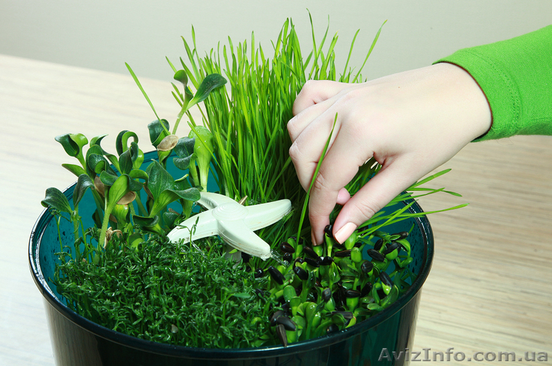 Проращиватель семян Ves Electric V-GH 201 - <ro>Изображение</ro><ru>Изображение</ru> #4, <ru>Объявление</ru> #618279