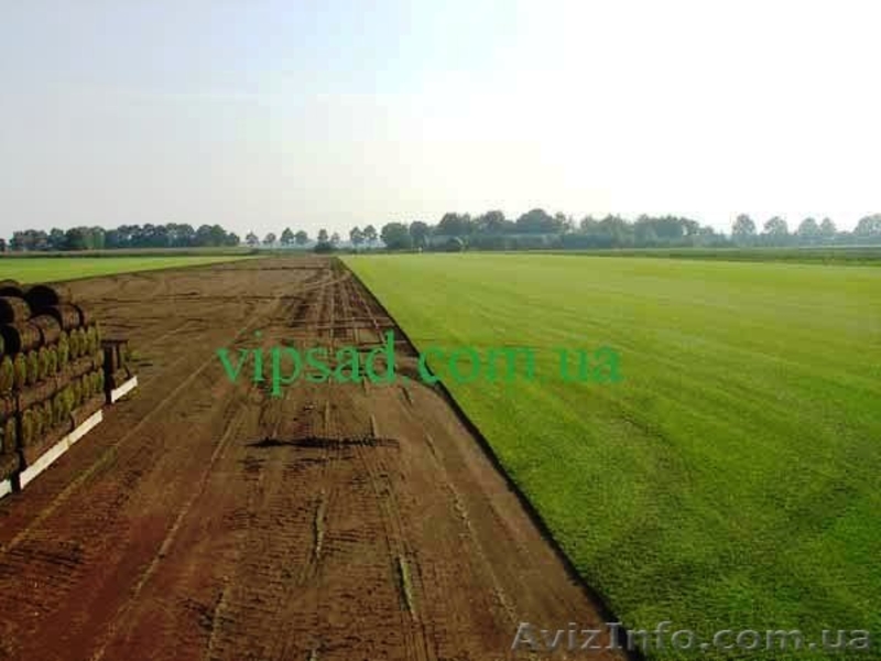 Рулонный газон купить  - <ro>Изображение</ro><ru>Изображение</ru> #1, <ru>Объявление</ru> #617890