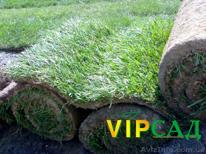Рулонный газон купить  - <ro>Изображение</ro><ru>Изображение</ru> #2, <ru>Объявление</ru> #617890