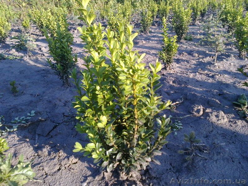 Продаю декоративні рослини та фруктові сажанці - <ro>Изображение</ro><ru>Изображение</ru> #3, <ru>Объявление</ru> #610674