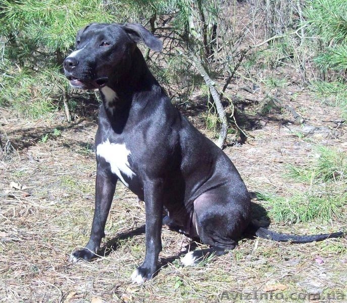 Продам чистокровных, красивенных  щенков ПИТБУЛЯ - <ro>Изображение</ro><ru>Изображение</ru> #4, <ru>Объявление</ru> #605987