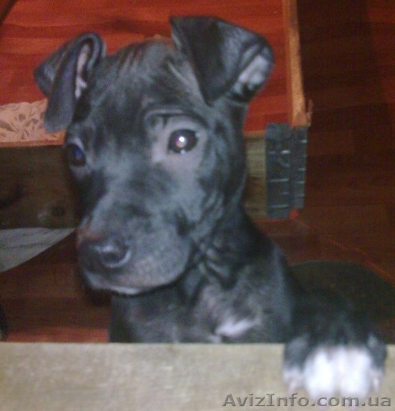 Продам чистокровных, красивенных  щенков ПИТБУЛЯ - <ro>Изображение</ro><ru>Изображение</ru> #9, <ru>Объявление</ru> #605987