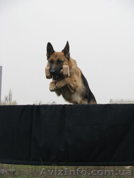 Щенки немецкой овчарки. Экстерьери рабочие качества. - <ro>Изображение</ro><ru>Изображение</ru> #2, <ru>Объявление</ru> #610665
