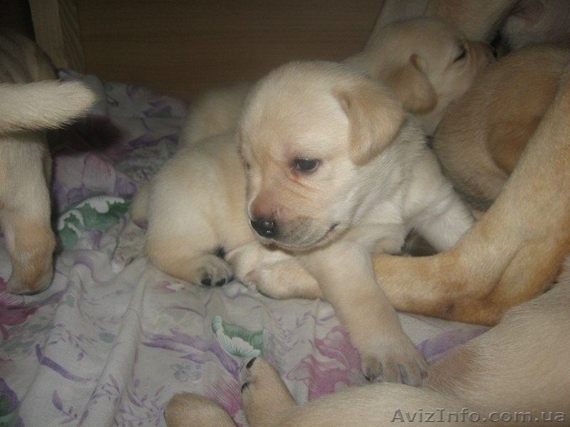 Щенки Лабрадора Продам срочно  - <ro>Изображение</ro><ru>Изображение</ru> #1, <ru>Объявление</ru> #620768