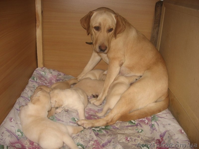 Щенки Лабрадора Продам срочно  - <ro>Изображение</ro><ru>Изображение</ru> #2, <ru>Объявление</ru> #620768