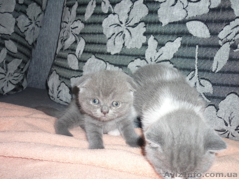Котята британские! - <ro>Изображение</ro><ru>Изображение</ru> #1, <ru>Объявление</ru> #673243