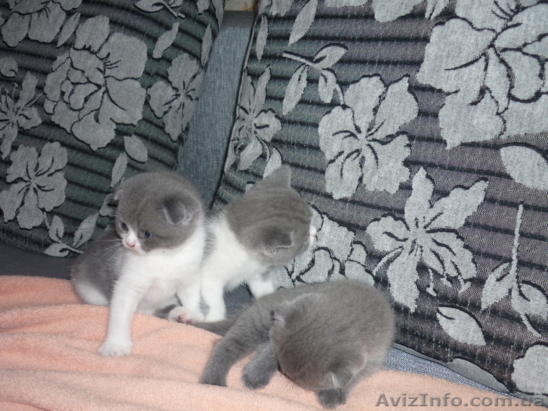 Котята британские! - <ro>Изображение</ro><ru>Изображение</ru> #2, <ru>Объявление</ru> #673243