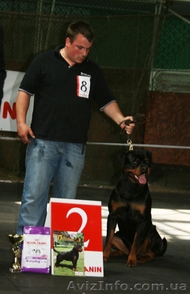 Надёжная защита Вас и вашего имущества - <ro>Изображение</ro><ru>Изображение</ru> #1, <ru>Объявление</ru> #669756