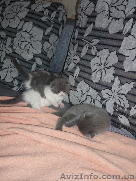 Котята британские! - <ro>Изображение</ro><ru>Изображение</ru> #3, <ru>Объявление</ru> #673243