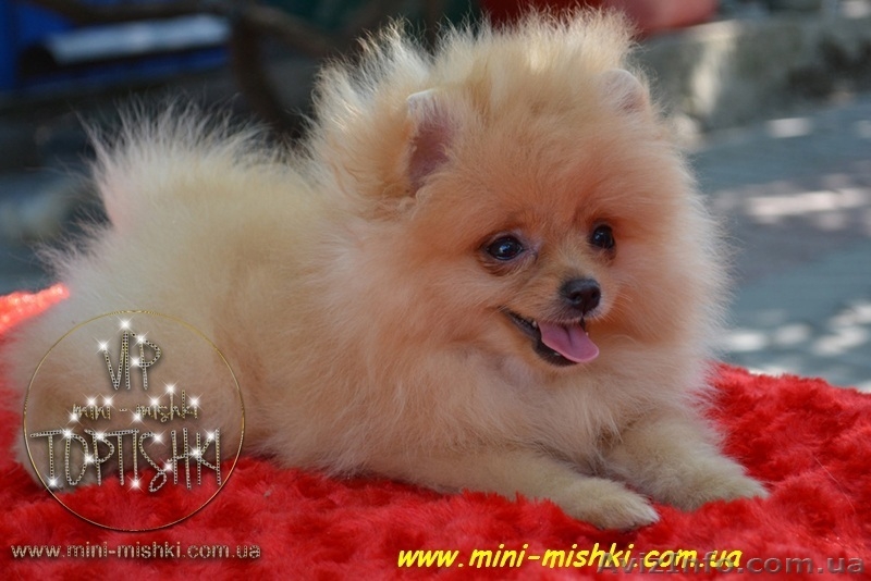 Щенки померанского шпица SHOW-CLASSA! - <ro>Изображение</ro><ru>Изображение</ru> #4, <ru>Объявление</ru> #670476