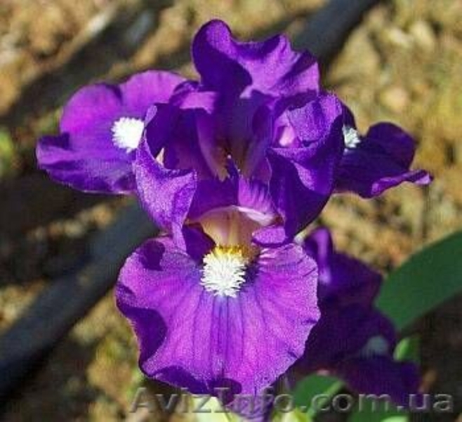  Глициния (wisteria floribunda), саженцы, растения открытого грунта - <ro>Изображение</ro><ru>Изображение</ru> #2, <ru>Объявление</ru> #658774